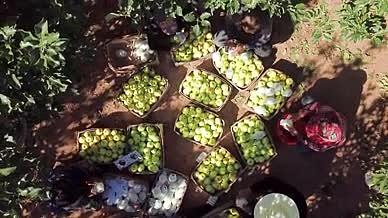 高清实拍果园里各种水果视频的预览图